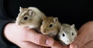 Gerbils Control San Antonio, TX